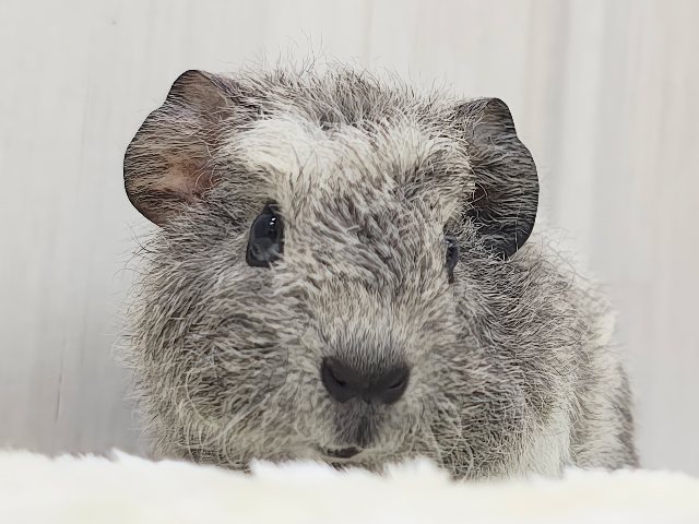 ちりちり✨触り心地がたまらない♡テディモルモットの男の子入荷しました❤️