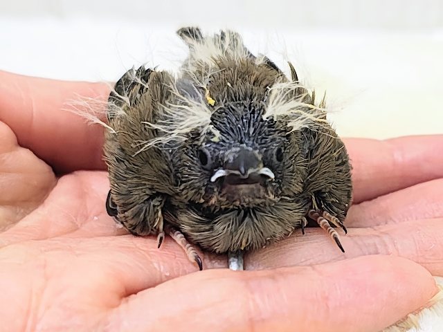 ツンツン頭が楽しいね🎶キンカ鳥のヒナ入荷しました❤️