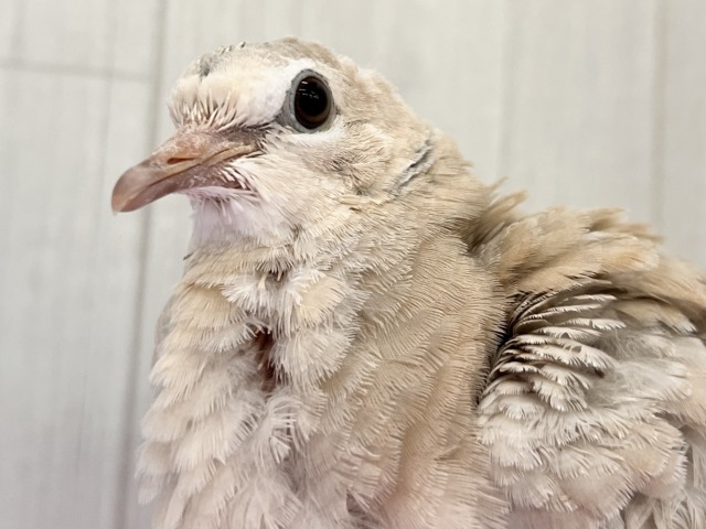 もふもふのBIGピジョン❗️ジュズカケバトの若さん🌟