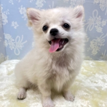 こぐまちゃん🧸ロング・チワワ(クリーム)🍨男の子💙2025年12月24日生まれ