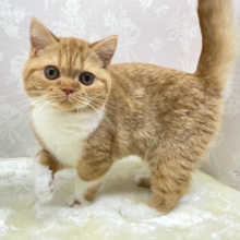 🎈まんまるなお顔🤍ྀིスコティッシュフォールド(レッドタビー＆ホワイト)🌹💭女の子💖2025年11月15日