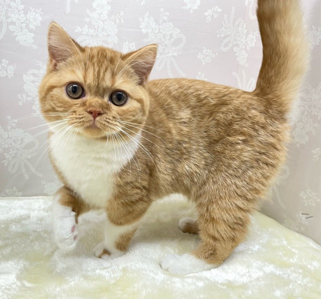 🎈まんまるなお顔🤍ྀིスコティッシュフォールド(レッドタビー＆ホワイト)🌹💭女の子💖2025年11月15日