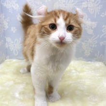 💖個性的な耳でしょ💖アメリカンカール(レッドタビー＆ホワイト)🍎‎💭男の子💙2025年12月12日生まれ