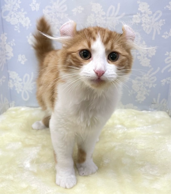 💖個性的な耳でしょ💖アメリカンカール(レッドタビー＆ホワイト)🍎‎💭男の子💙2025年12月12日生まれ