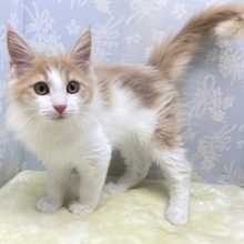 💖あまあまさん💖ノルウェージャン(クリームタビー＆ホワイト)🍨🤍男の子💙2025年12月20日生まれ