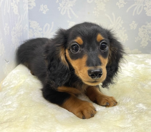 きゅるるん🎶カニンヘンダックス(ブラック＆タン)🖤男の子💙2026年1月1日生まれ
