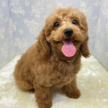 ✨️からあげくん参上✨️トイプードル(レッド)❤️‍🔥男の子⭐️2025年11月25日生まれ