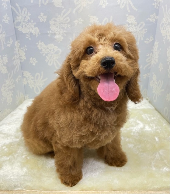 ✨️からあげくん参上✨️トイプードル(レッド)❤️‍🔥男の子⭐️2025年11月25日生まれ