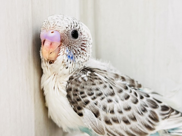 モダンでｷｭｰﾃｨｰ💞たっぷりゴマふりふり🎶のセキセイインコの白ハルクイン🤍