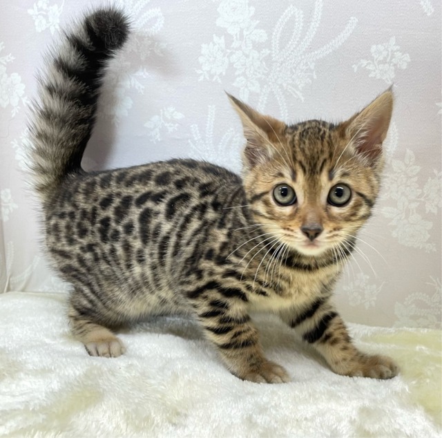 高い所大好き💖ベンガル(ブラウンスポテッドタビー)🤎2026年2月4日生まれ