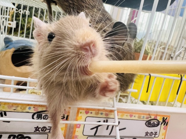 きゅるるん♡可愛すぎ〜るデグー（サンド）の男の子！