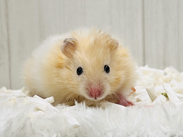 ふさふさ〜♡艶々爆毛カラーハムスター！大人気のクリームバンデッド君💙