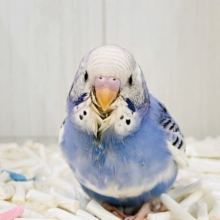 ぽてぽてっとむちｺﾛｯ💙セキセイインコのブルーパイドだよ☁️