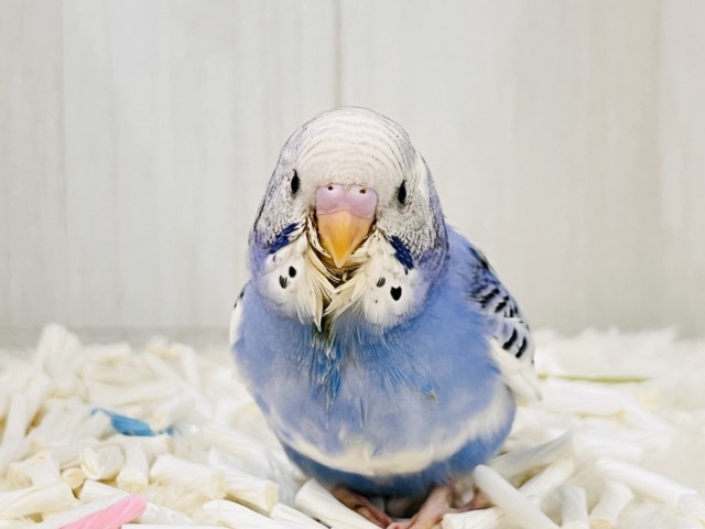 ぽてぽてっとむちｺﾛｯ💙セキセイインコのブルーパイドだよ☁️