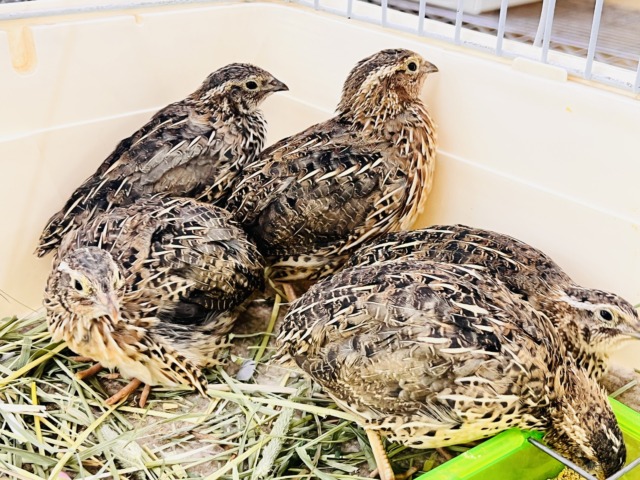 ほどよきサイズ〜♡並うずら入舎です！