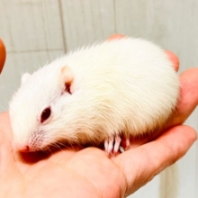 貴方に全てを委ねます♡激レア‼︎👀アルビノシマリスの男の子💙