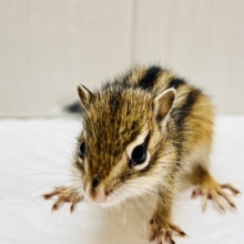 春ですよ！！🌸今年もやってきた！🐿️シマリスの男の子♡