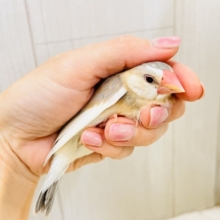 べたなれだよ♡生クリームついちゃった？パステル文鳥