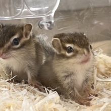 ｷｭﾝｷｭﾝ♡今年もこの時期が！シマリスベビーの女の子♡