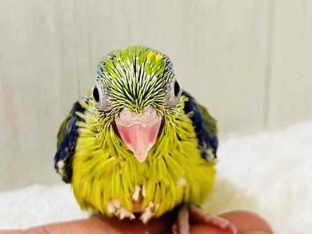 グリーンハート💚ｶﾞｵｶﾞｵ☆マメルリハ（グリーンパイド）の男の子‼︎