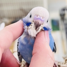 人大好き♡いっぱい遊ぼ🎶お腹ぺこぺこ食いしん坊🍚セキセイインコのヒナ(ブルーオパーリン)入荷しました❤️