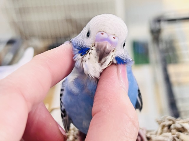 人大好き♡いっぱい遊ぼ🎶お腹ぺこぺこ食いしん坊🍚セキセイインコのヒナ(ブルーオパーリン)入荷しました❤️