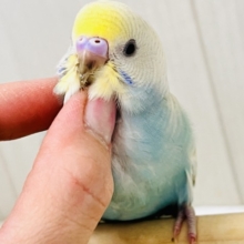 画像更新☆レアカラー✨綺麗な砂浜の様なセキセイインコのパステルレインボースパングル💖