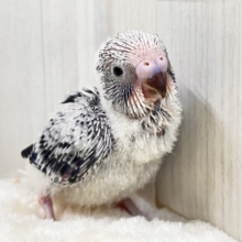 やっぱりカッコいい✨シックにきめてきた🩶セキセイインコのグレーオパーリン🩶