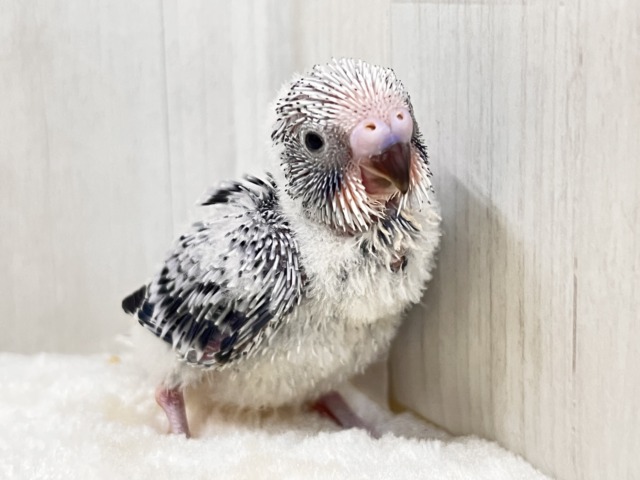 やっぱりカッコいい✨シックにきめてきた🩶セキセイインコのグレーオパーリン🩶