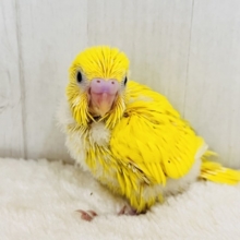 黒ゴマ2粒🖤💛卵焼き〜🥚セキセイインコのイエローダブルファクター☆