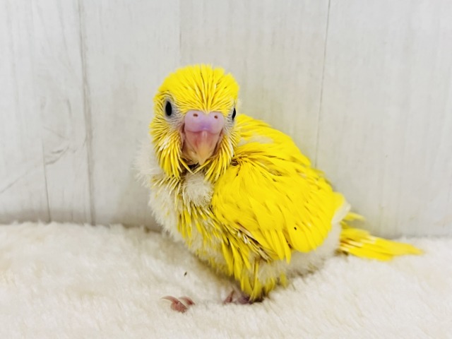 黒ゴマ2粒🖤💛卵焼き〜🥚セキセイインコのイエローダブルファクター☆