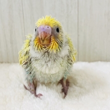 春らしい新芽カラー🌱セキセイインコの珍しいグリーンレインボー✨