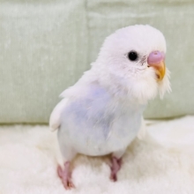画像更新☆淡いブルーを抱えてるの🩵特別な1羽🎶セキセイインコのホワイトダブルファクターだよ🤍