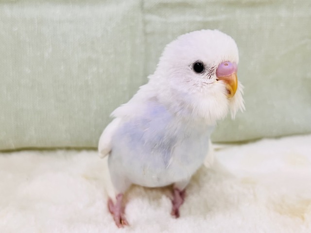 画像更新☆淡いブルーを抱えてるの🩵特別な1羽🎶セキセイインコのホワイトダブルファクターだよ🤍