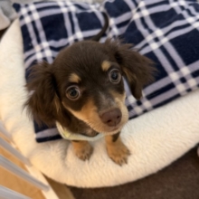 はぁ～～。。。♡ﾄﾞｷﾄﾞｷする♬　ハーフわんこ　チワックス　男のコ～～