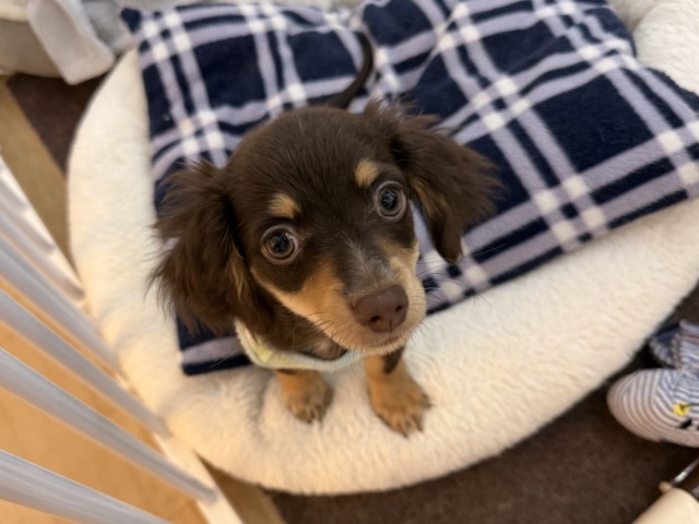 はぁ～～。。。♡ﾄﾞｷﾄﾞｷする♬　ハーフわんこ　チワックス　男のコ～～