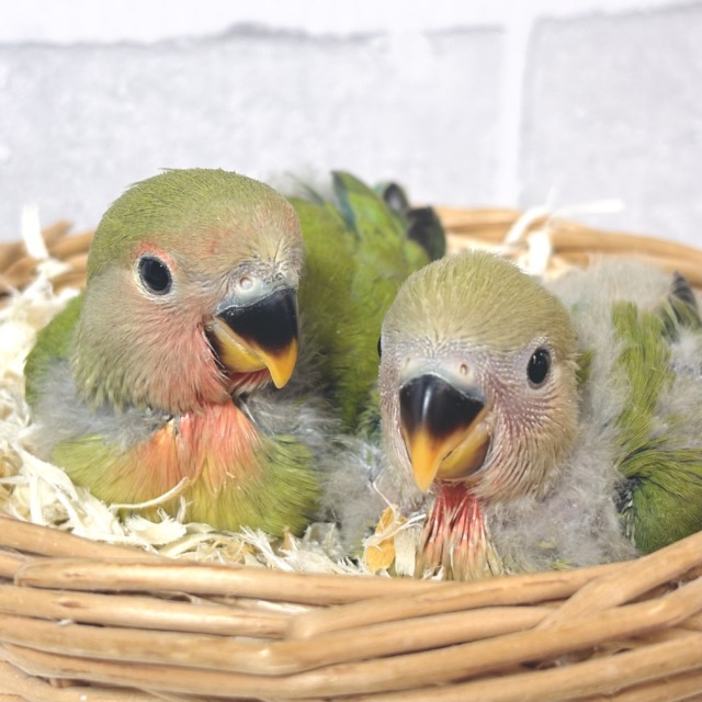コザクラインコ ノーマル 2羽 🌿🐥🐥🌱‬‪