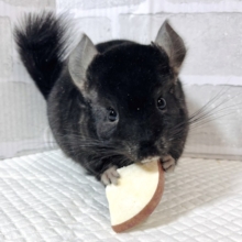 チンチラ  ブラックエボニー  男の子  🖤🎶🖤*.ﾟ