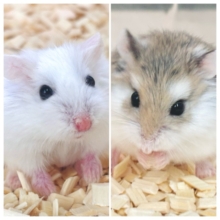 ロボロフスキーハムスター  ノーマル＆スノーちゃんず✧*｡   ‪🐹☃️