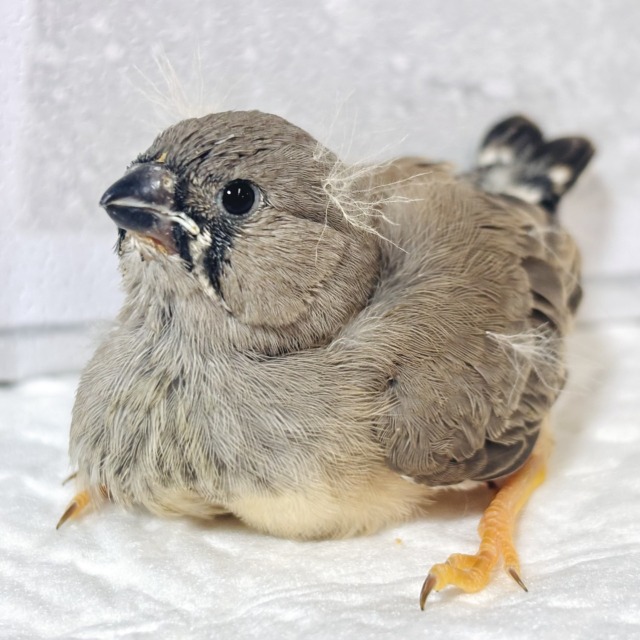 ジャンボキンカチョウ ノーマル ヒナ 🐣🤎