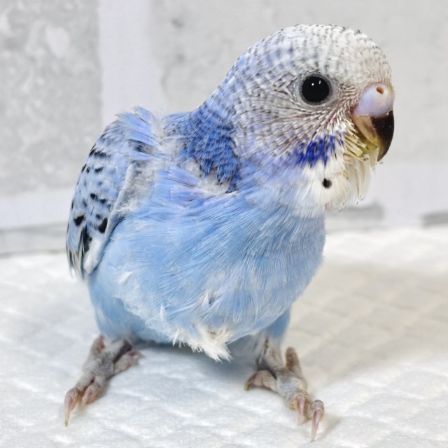 セキセイインコ ブルーオパーリン 🐣💙🎶