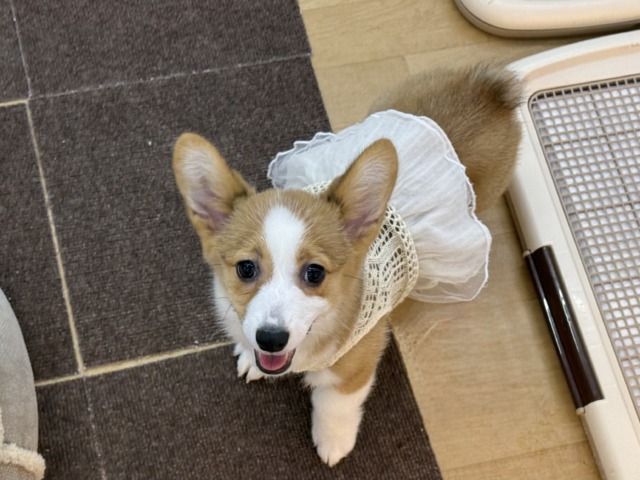 構ってくんないと拗ねちゃうぞ💗コーギーの女のコきました🌟