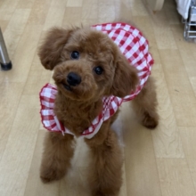 真っ直ぐな瞳でロックオン💗人懐っこい愛嬌たっぷりな❣️トイプードルの女のコきました〜🌟