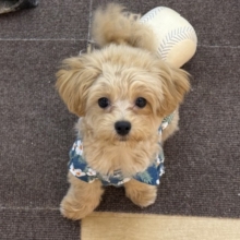 激かわ最新画像更新♡わんぱく💗僕の愛受け取る準備できてる？トイプードル×マルチーズのハーフ犬の男のコきました〜💫