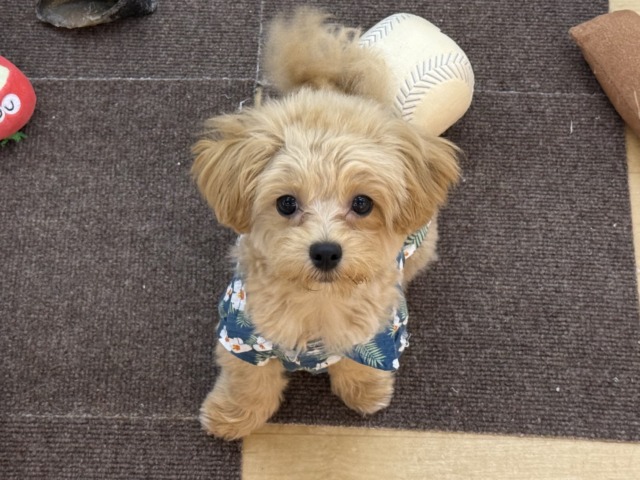 激かわ最新画像更新♡わんぱく💗僕の愛受け取る準備できてる？トイプードル×マルチーズのハーフ犬の男のコきました〜💫