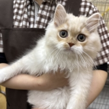 狙ったおもちゃは逃さない？？✨活発男子のスコちゃん入荷しました❤️