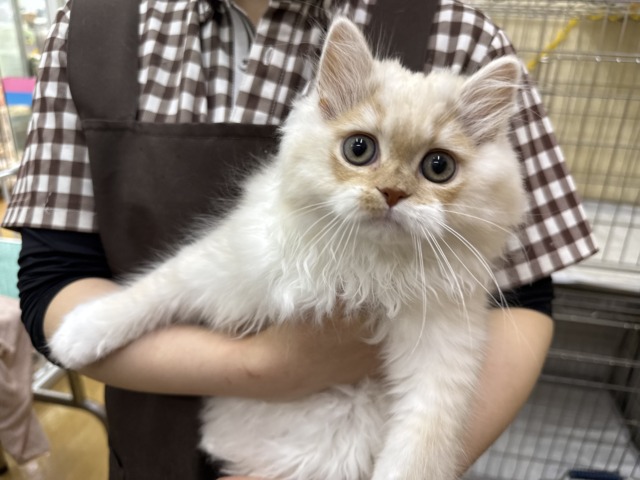 狙ったおもちゃは逃さない？？✨活発男子のスコちゃん入荷しました❤️