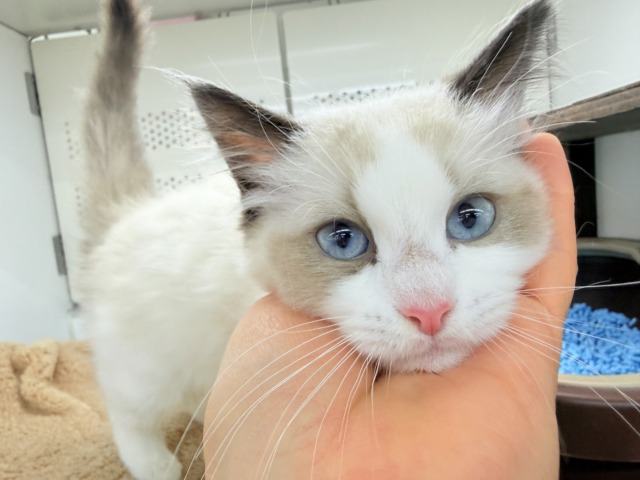 最新画像📸ラグドール（シールポイントバイカラー）男の子♫すぐにゴロンしちゃう甘々ボーイ🩷