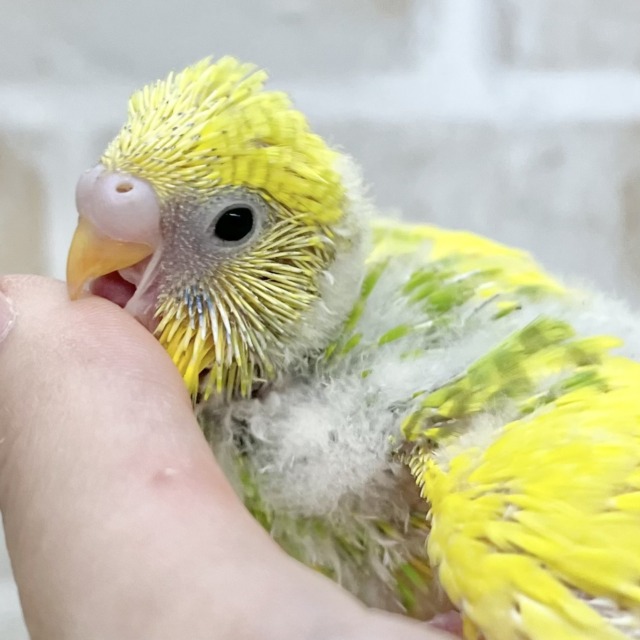 若葉芽吹く〜🌱🌱☀️ セキセイインコ（パイド）
