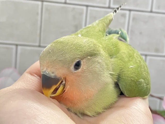 ほっと一息🌿🧸新緑抹茶パラダイス〜❕❕🍵コザクラインコ(ノーマル/2026年3月生まれ)